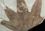 Fossil Sycamore Leaf - Green River Formation #2328-3